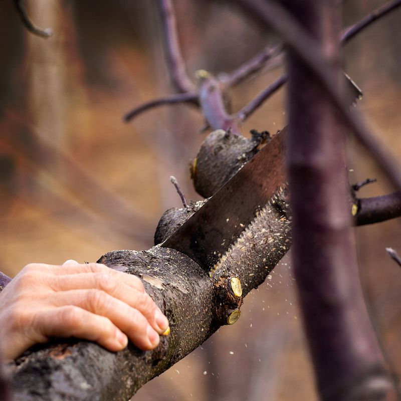 Prune Damaged Tree Branches