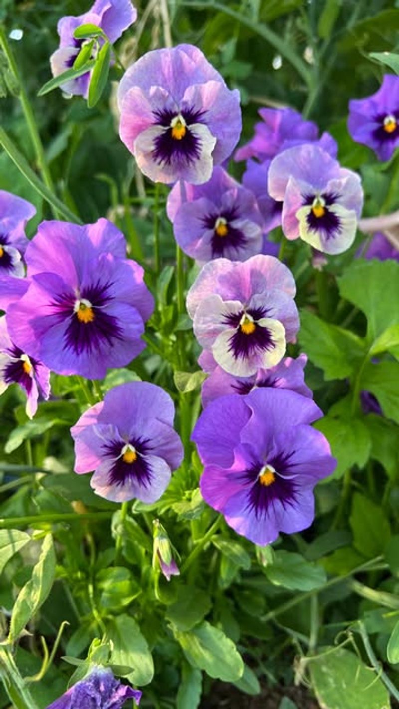 Choose Cold-Hardy Plant Varieties