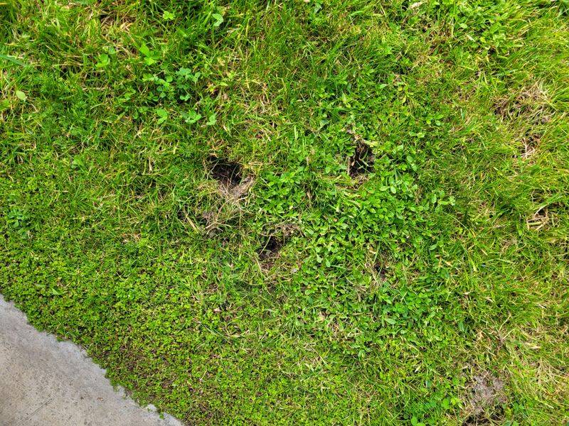 Fill Existing Holes And Level Your Lawn