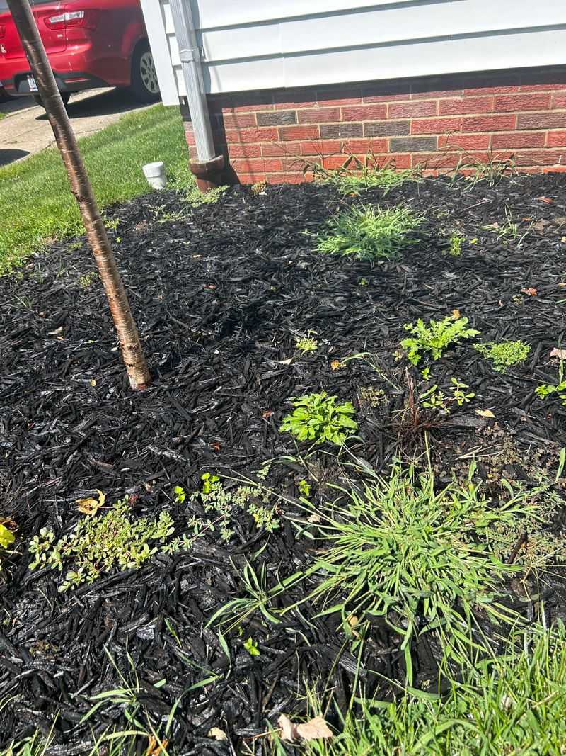 Remove Weeds and Old Plant Debris