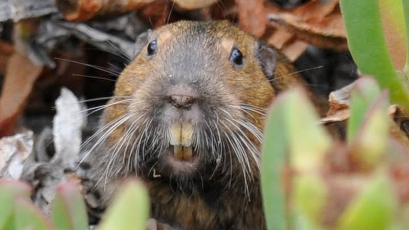 Create Noise and Vibration With Wind Chimes