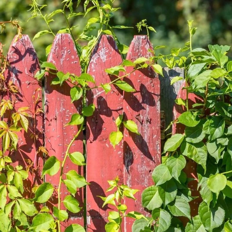 Document The Invasion With Photos