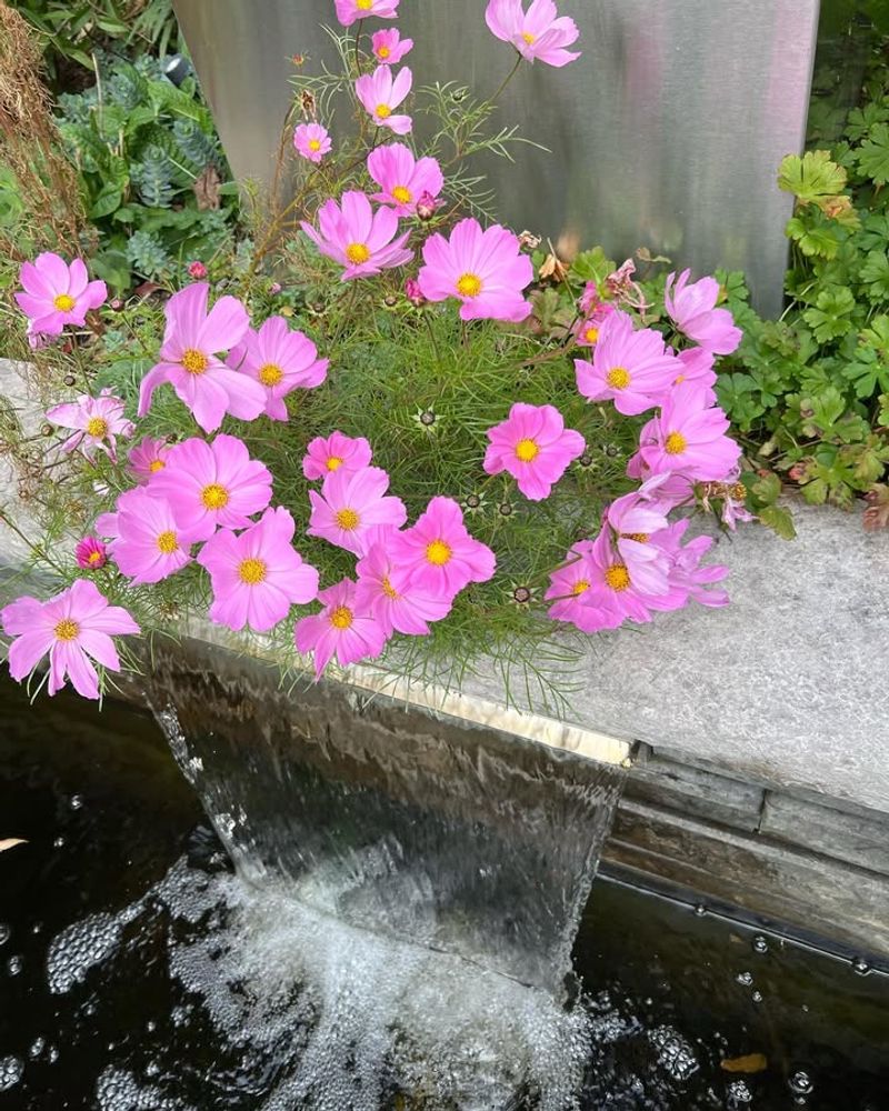 Water Plants Before A Freeze