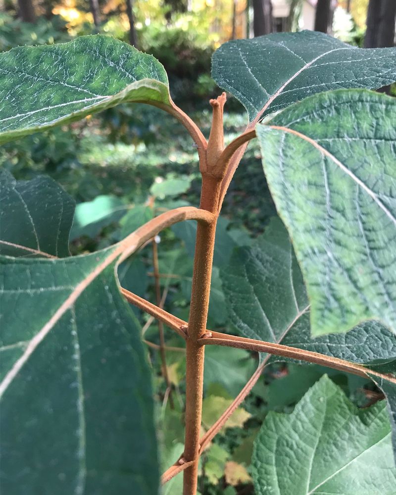 Prune Dead Wood But Leave Healthy Stems