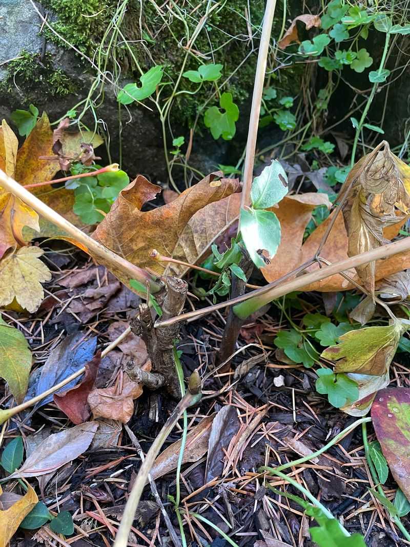 Trim Away Dead Foliage