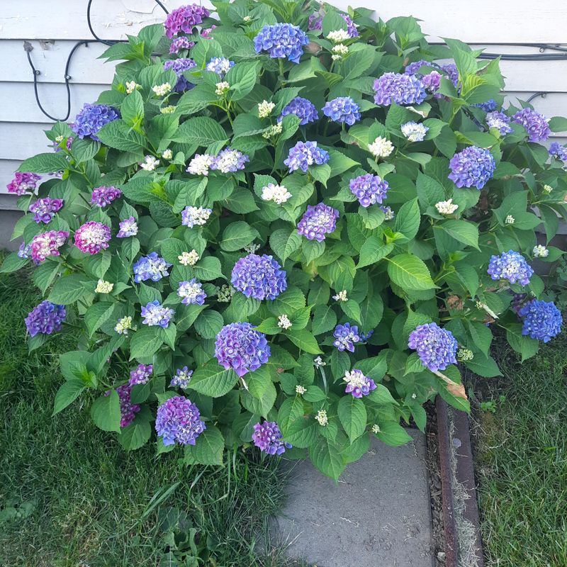 Check and Adjust Soil pH Levels