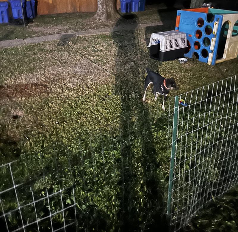 Leaving Small Pets Outside Unattended At Night