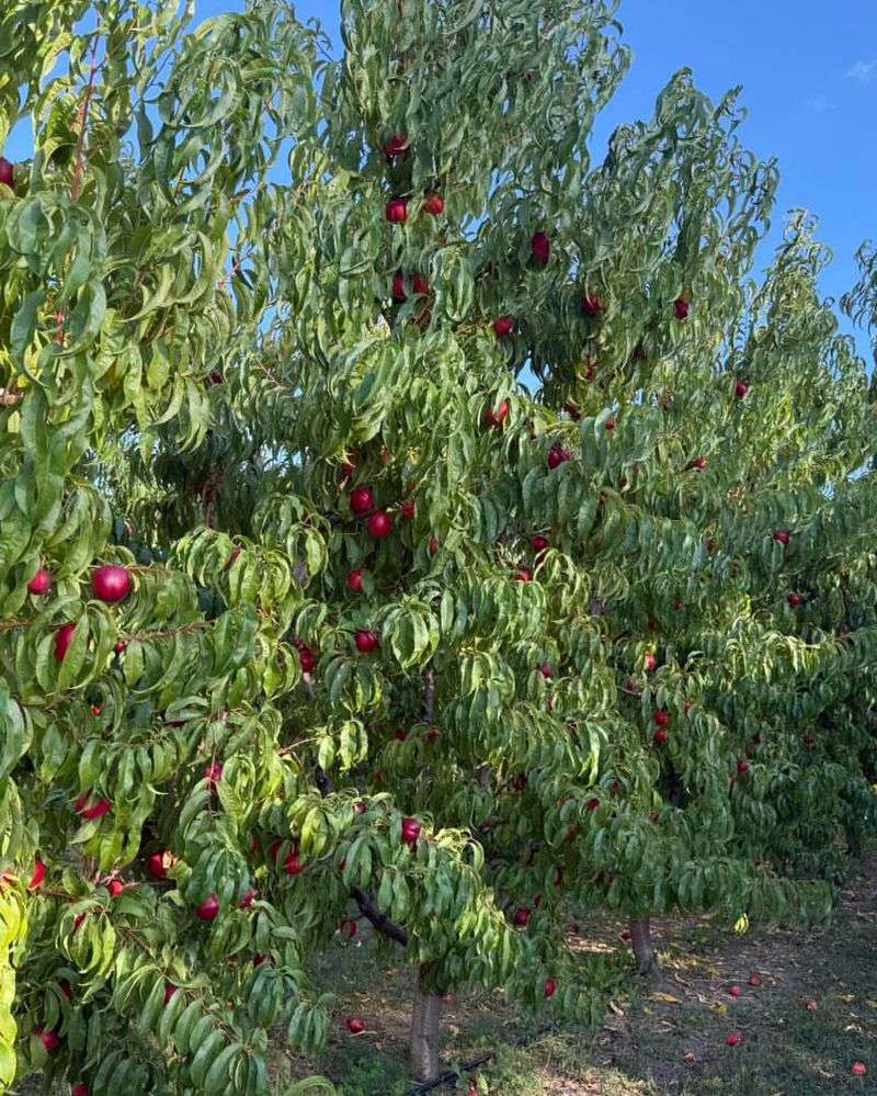 Nectarine Trees