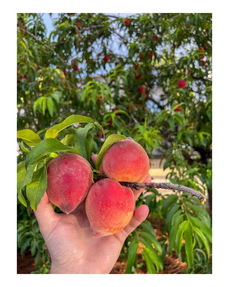 Peach Trees