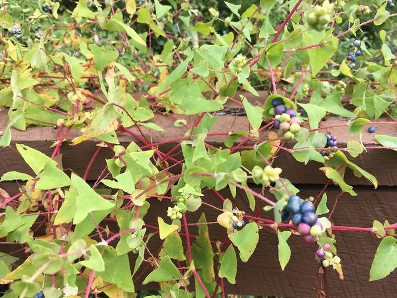 Mile-a-Minute Weed (Persicaria perfoliata)