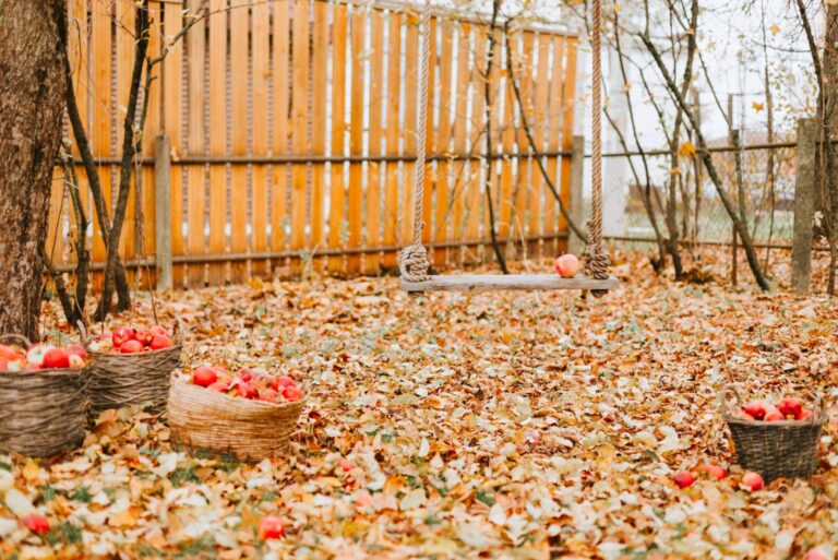 fall leaves in backyard