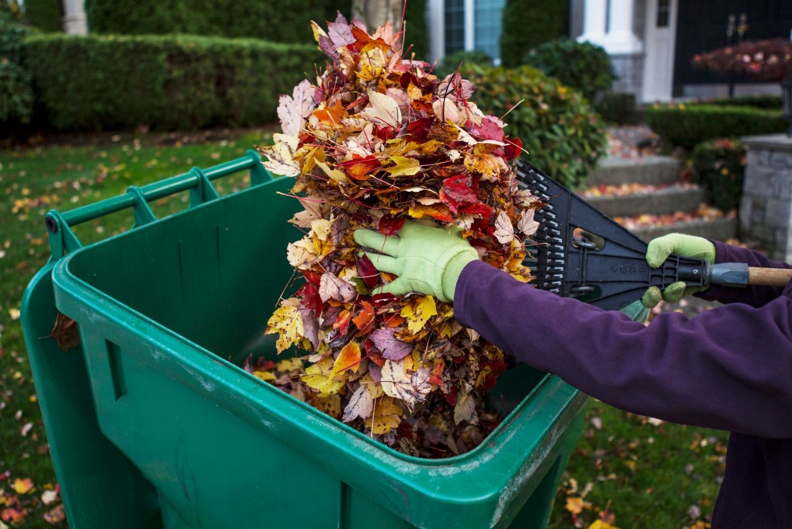 Cleaning Front Yard during Autumn