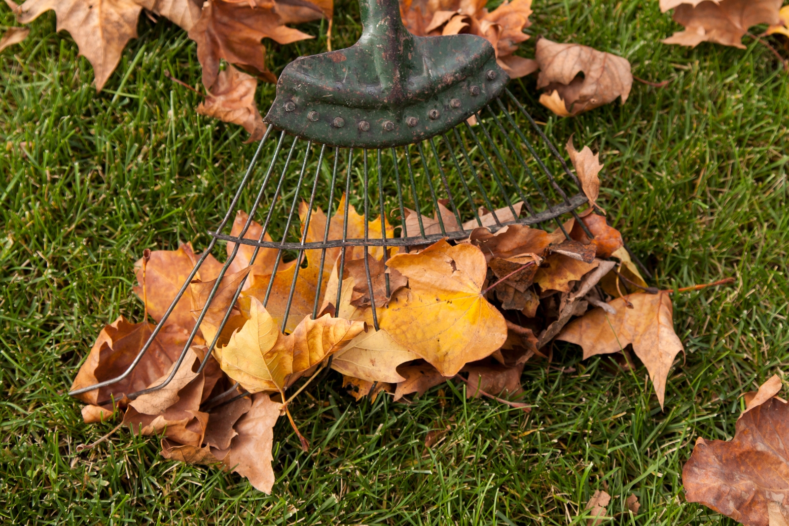 Are You Responsible For Cleaning Up Leaves From Your Neighbor’s Tree In Tennessee