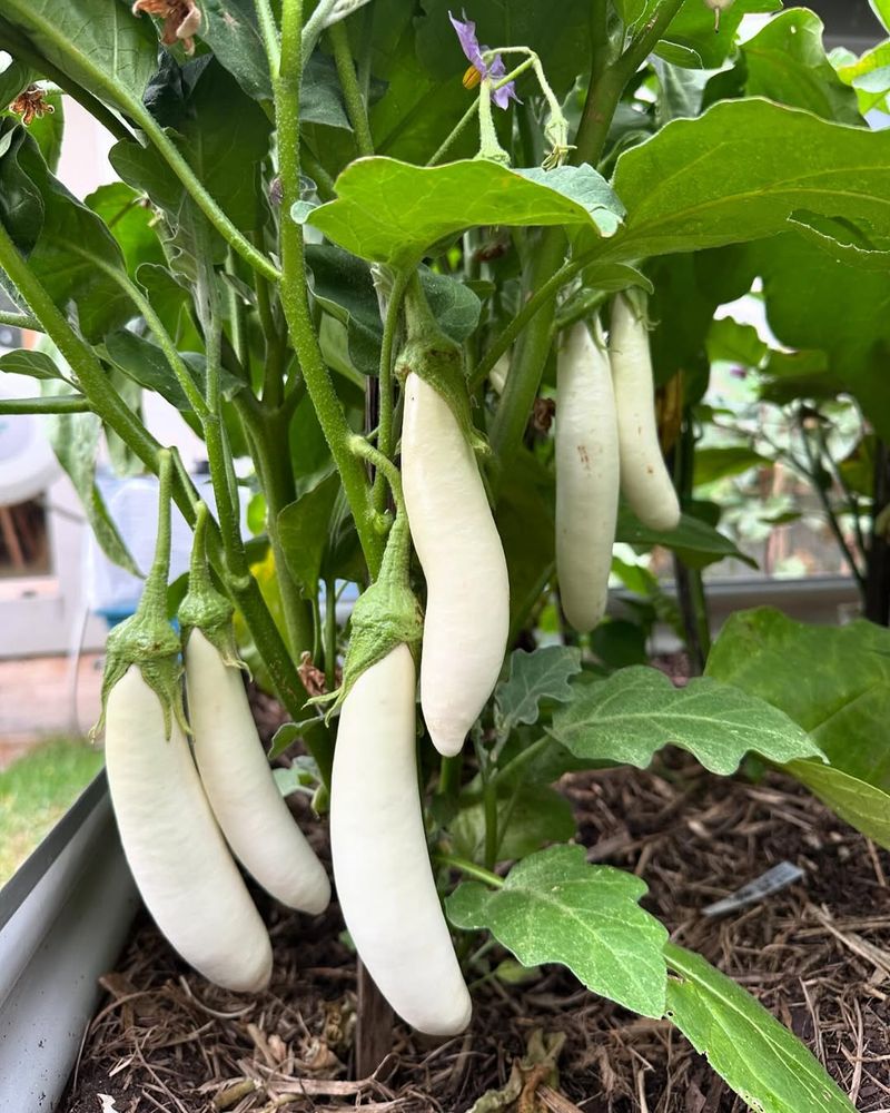 Spots Where You Grew Nightshades Last Year