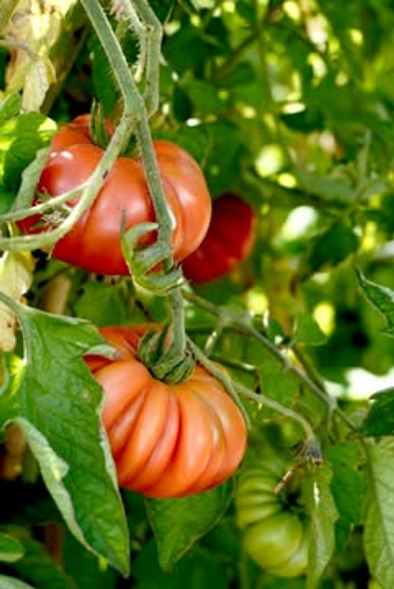 Spots Near Black Walnut Trees