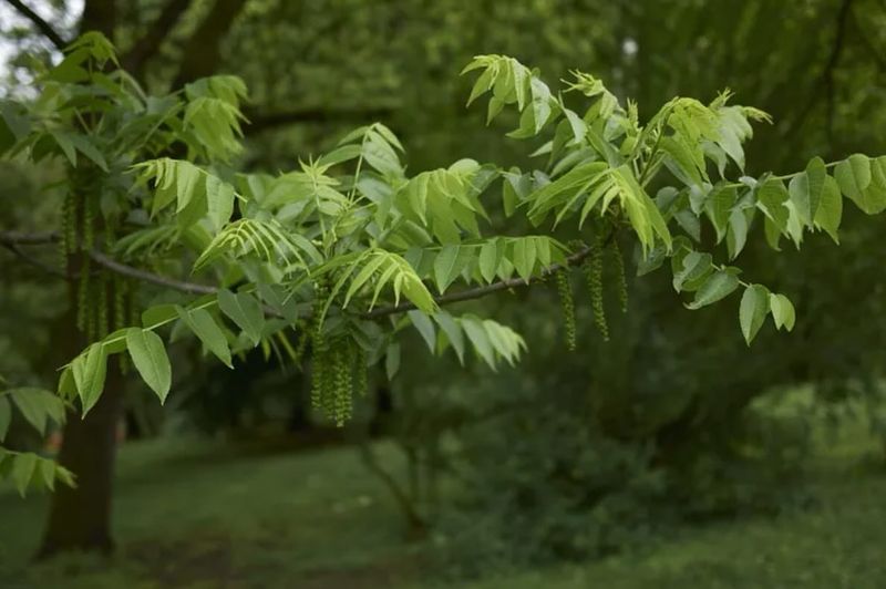 Spots Under Walnut Trees
