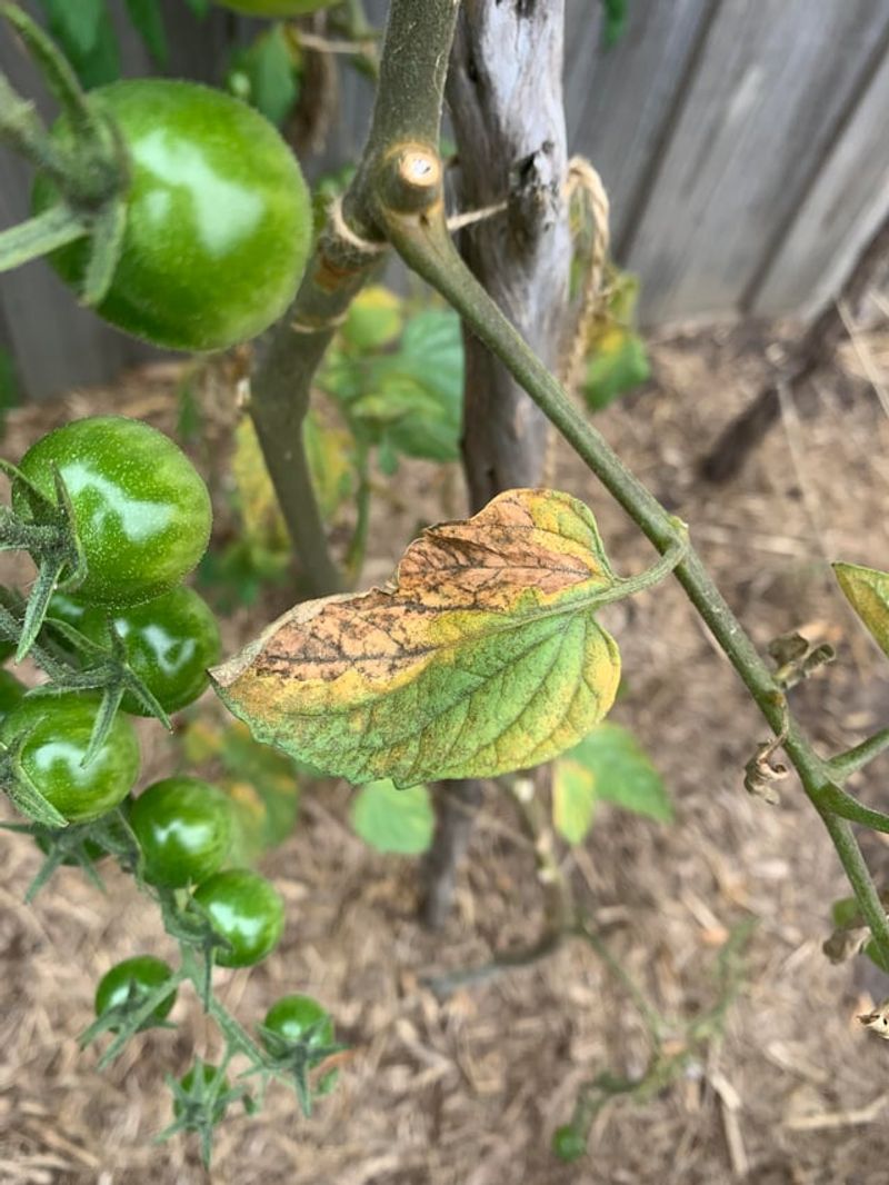 Previously Diseased Nightshade Family Spots