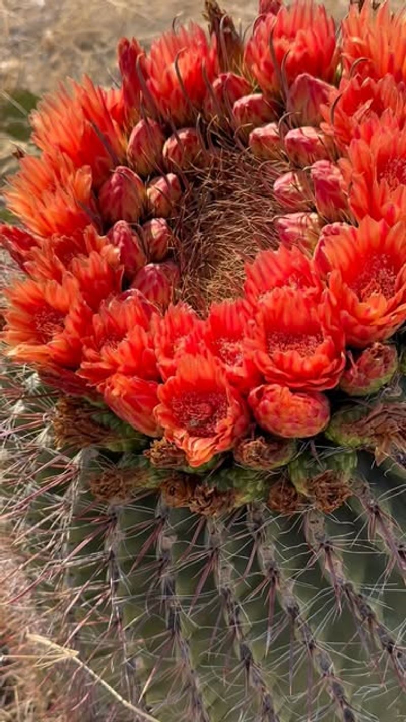 Fishhook Barrel Cactus Night Bloom