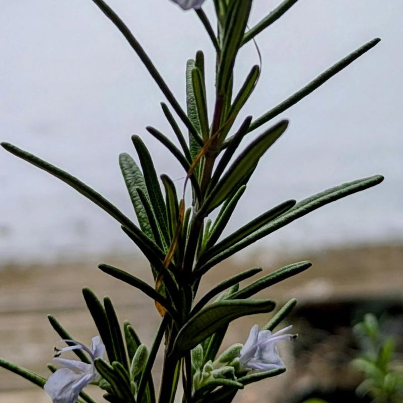 Low Humidity Levels Prevent Common Plant Diseases