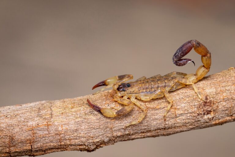 brown scorpion on log in yard