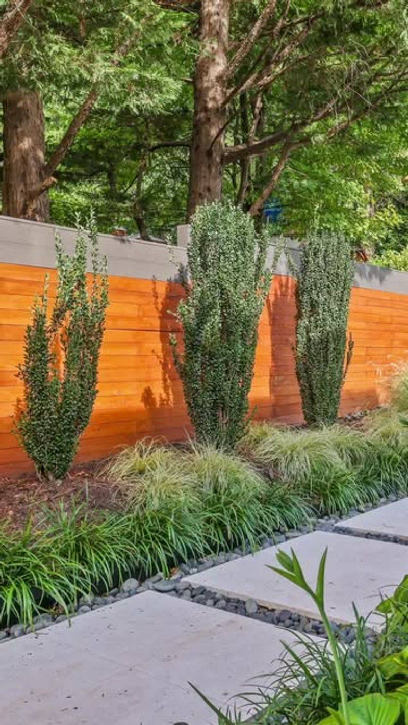 Landscape Designers Promote Evergreen Screens As Modern Upgrades