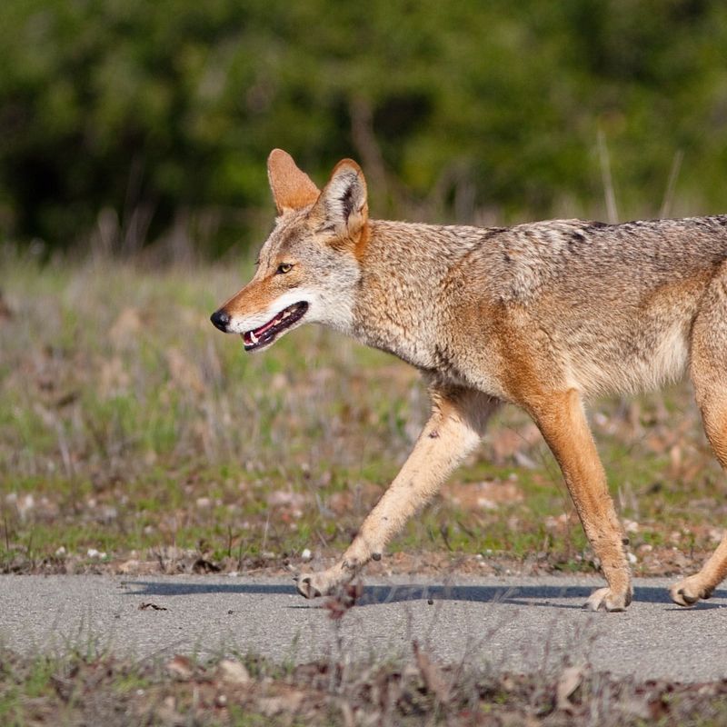 Coyotes Roaming Neighborhoods
