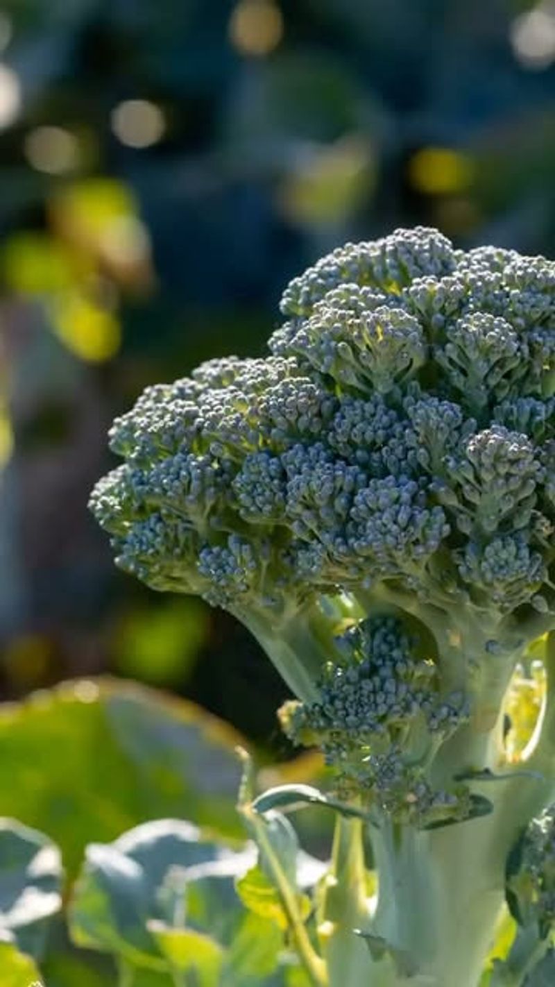 Hearty Broccoli