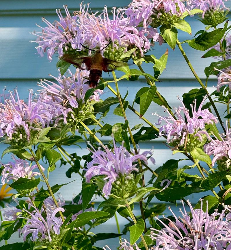 Tubular Flower Shape Built for Bee Tongues