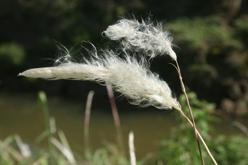 Costs Millions In Agricultural Losses And Control Expenses Annually