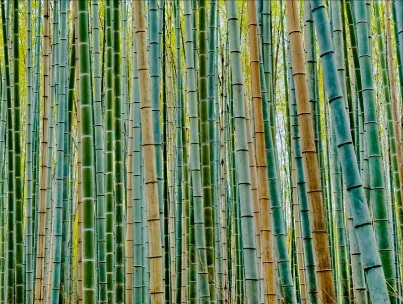 Bamboo Plants And Groves