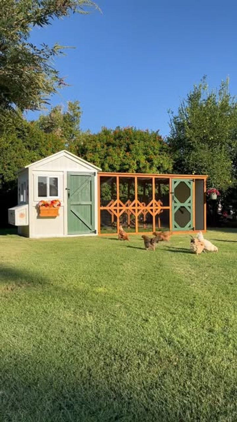 Backyard Chicken Coops