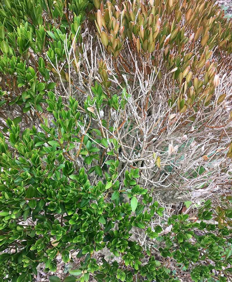 Boxwood Plants Carrying Boxwood Blight