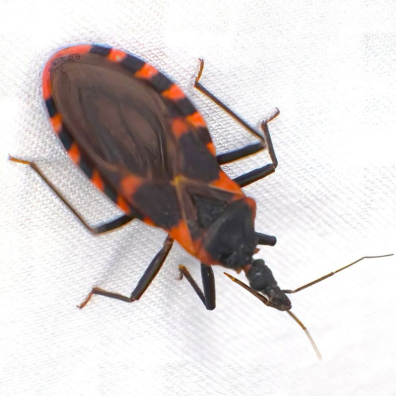 Kissing Bug