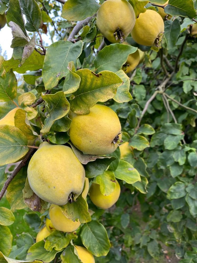 Quince Trees