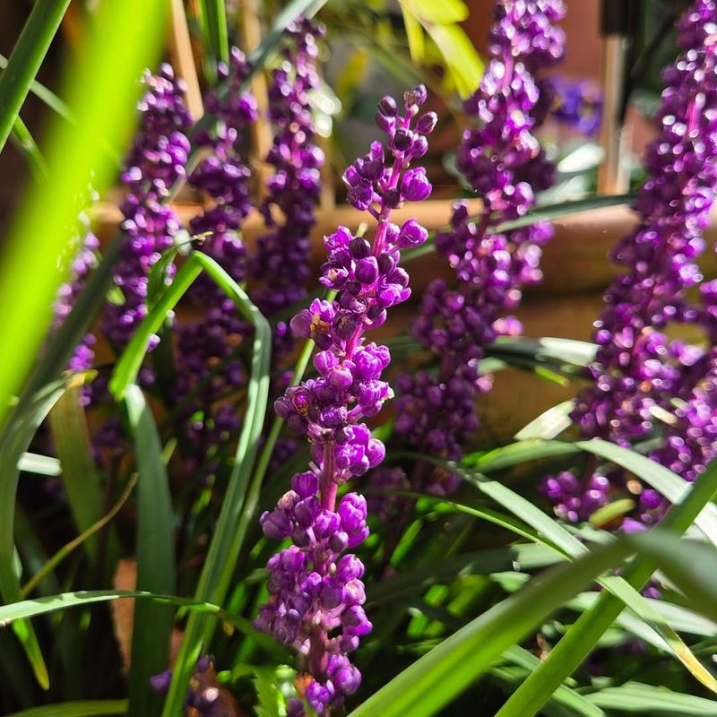 Liriope (Liriope muscari)
