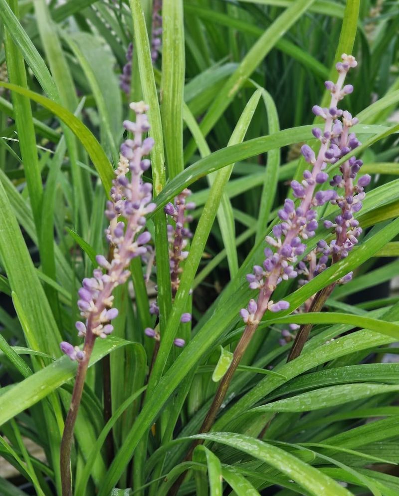 Liriope (Monkey Grass)