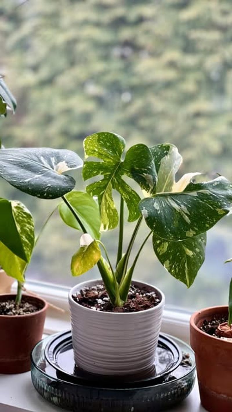 Create A Humidity Tray For Moisture-Loving Plants