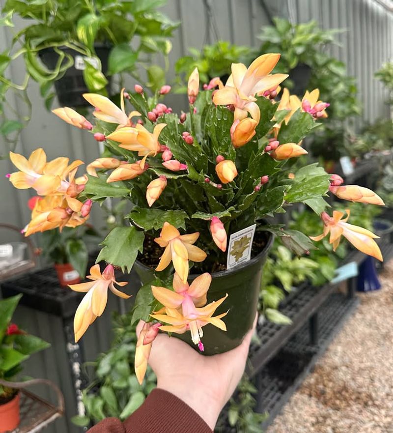 Buying From Big Box Stores Without Research