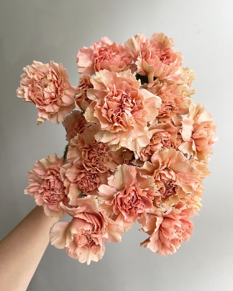 Carnations