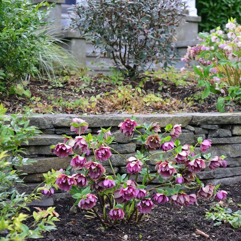 Lenten Rose (Helleborus)