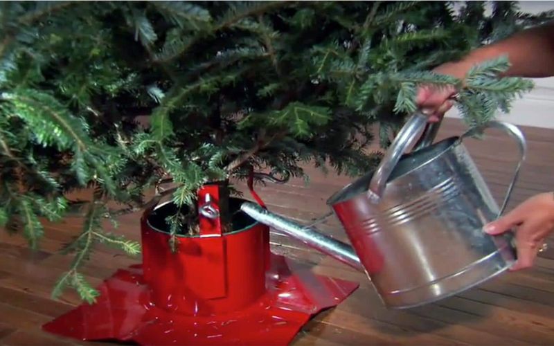 Water Your Tree Daily Without Fail