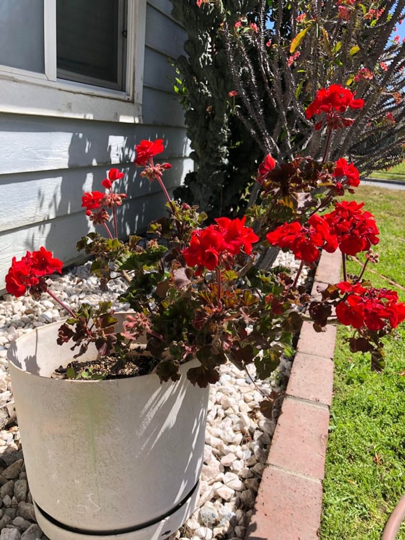 Deer and Rabbit Resistant Blooms