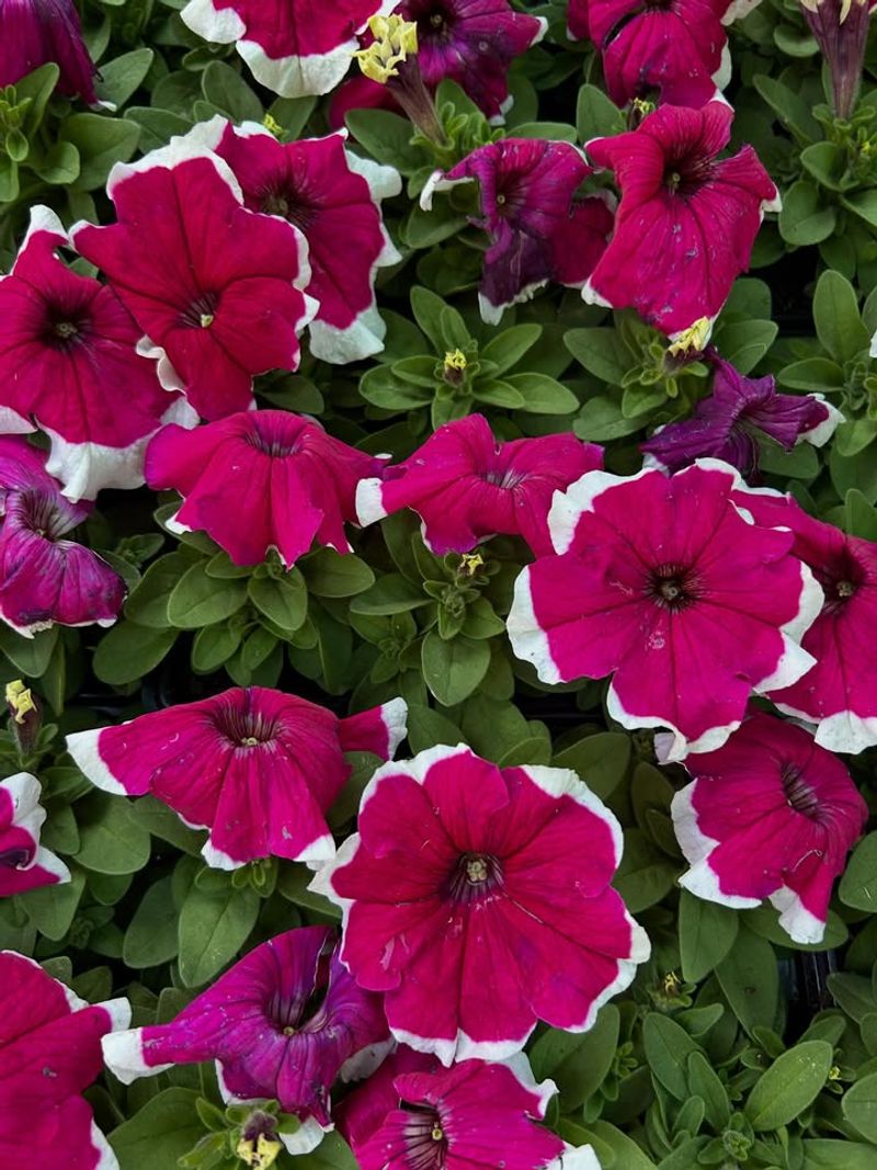 Low Water Requirements Save Time