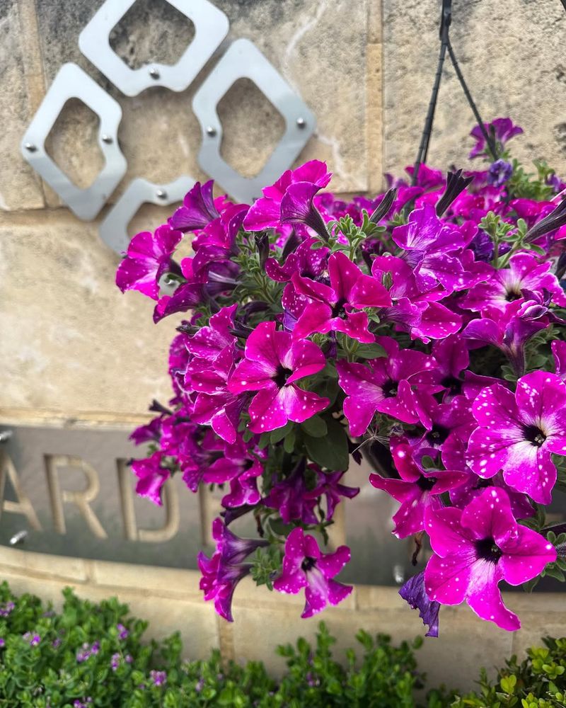 Versatile Planting Options For Any Space