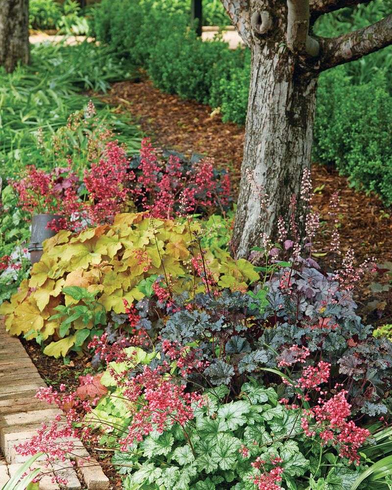 Thrive In Partial Shade Areas