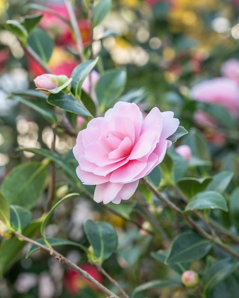 Hundreds Of Varieties To Choose From