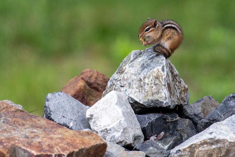 Helping Chipmunks Store Emergency Food Supplies