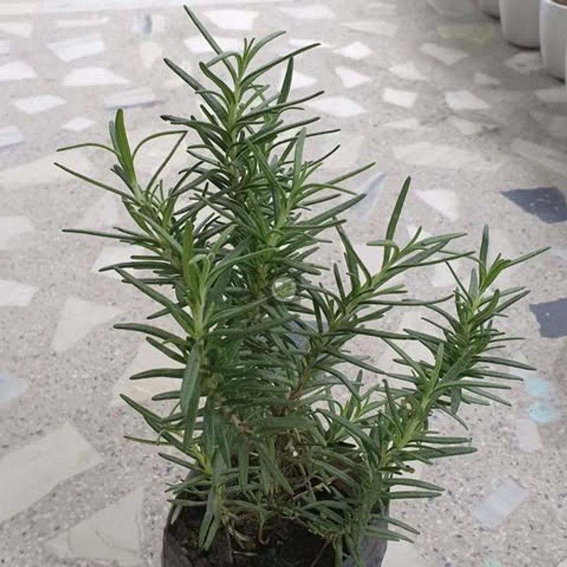 Longevity And Enduring Health