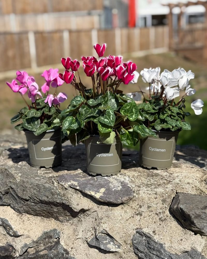 Perfect Container Plants