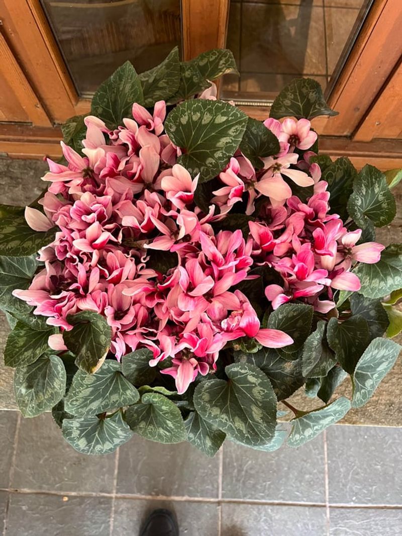 Affordable Price Point Encourages Experimentation